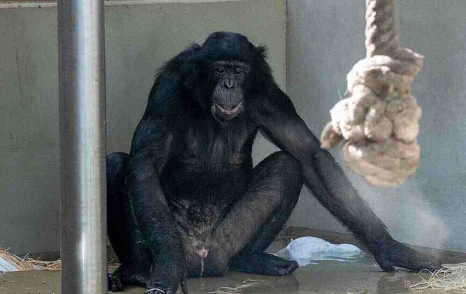 Bonobo-Neuzugang in der Wilhelma