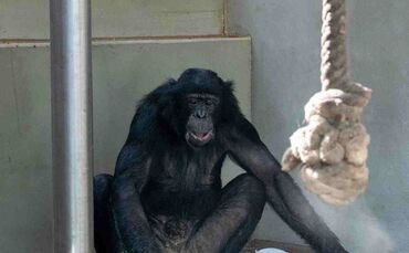 Bonobo-Neuzugang in der Wilhelma