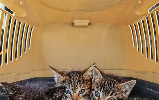 Gundula Vogel  - cats-g76a4f6f77_1920