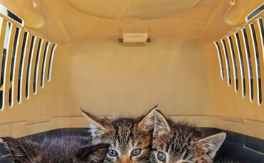 Gundula Vogel  - cats-g76a4f6f77_1920