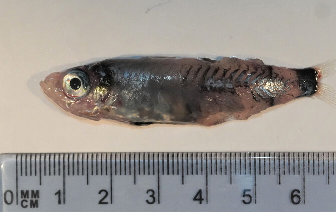 Bild2_Neue_Fischart_Microichthys grandis_Copyright_Bram_Couperus