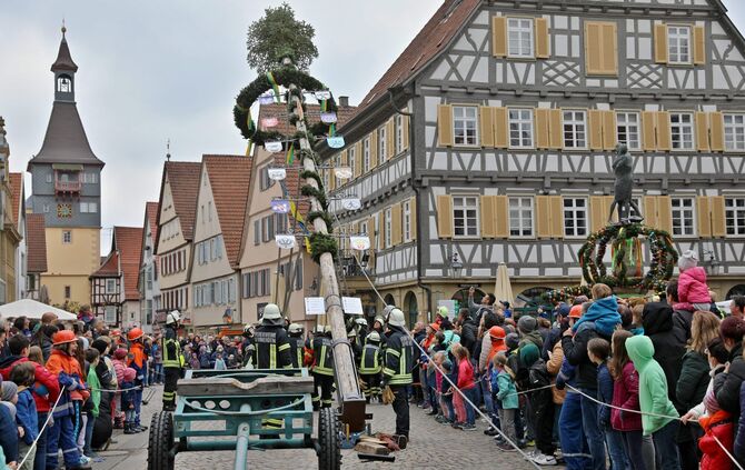 Maibaum-Aufstellung