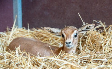 Die ersten Lebenswochen verbringt der Dorcasjungtier Peach versteckt im Stroh des warmen Stallgebäudes.