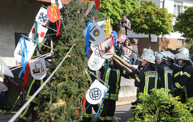 maibaum