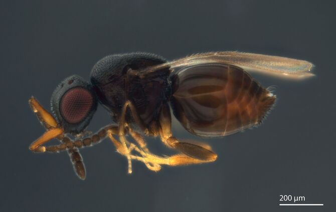 Bild5_Aphanogmus_kretschmanni_Urheber_SMNS_M. Moser