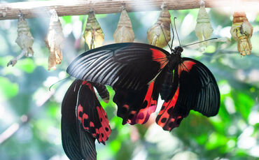 Vom Seidenkokon zum fertigen Schmetterling – in der Wilhelmaschule können alle Stadien im Detail bestaunt werden.