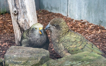 Nach den ersten Monaten hinter den Kulissen erkunden die jungen Keas jetzt neugierig ihre Außenanlage.
