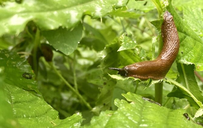 Wetter schnecke