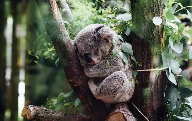 Koala