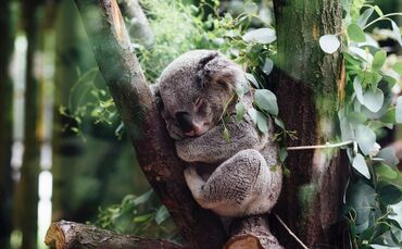 Koala