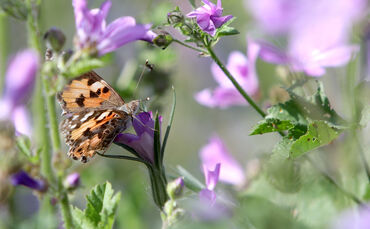 Blumenwiese Schmetterling
