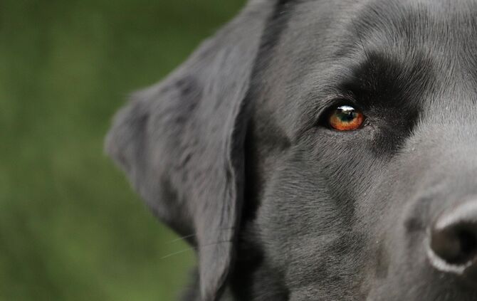 Kopie von Hund Symbol Labrador