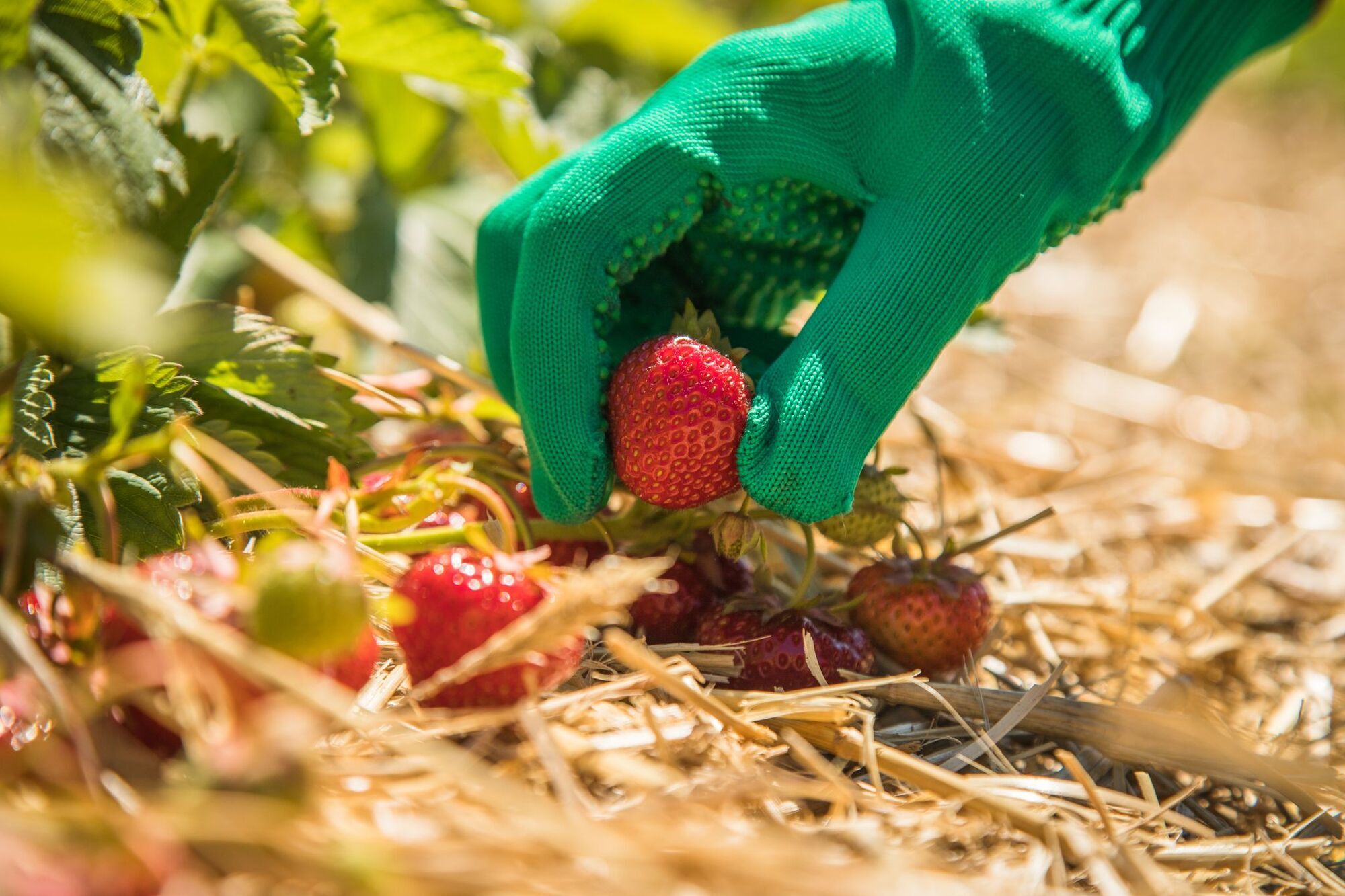 10 Dinge, die Sie fr den Anbau von Erdbeeren wissen mssen - Leben und  Frezeit - Zeitungsverlag Waiblingen
