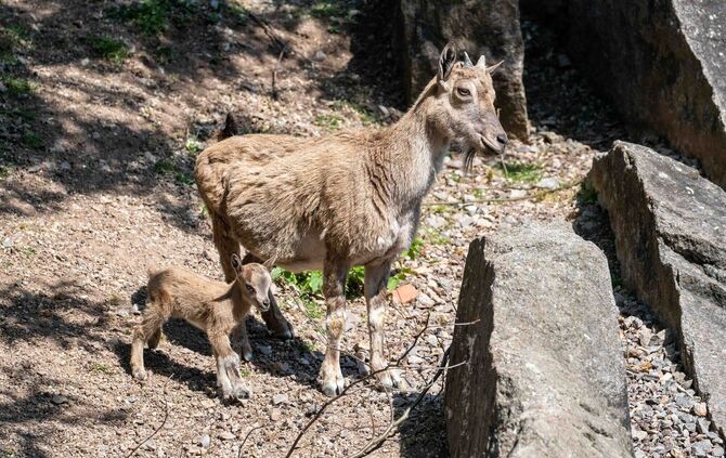 Gleich fünf kleine Schraubenziegen kann man derzeit in der Wilhelma beim Klettern beobachten. Fotos: Wilhelma Stuttgart