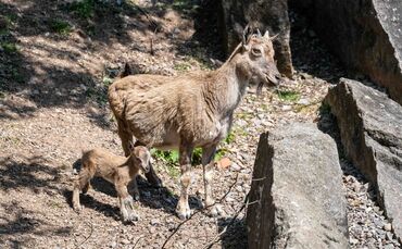 Gleich fünf kleine Schraubenziegen kann man derzeit in der Wilhelma beim Klettern beobachten. Fotos: Wilhelma Stuttgart