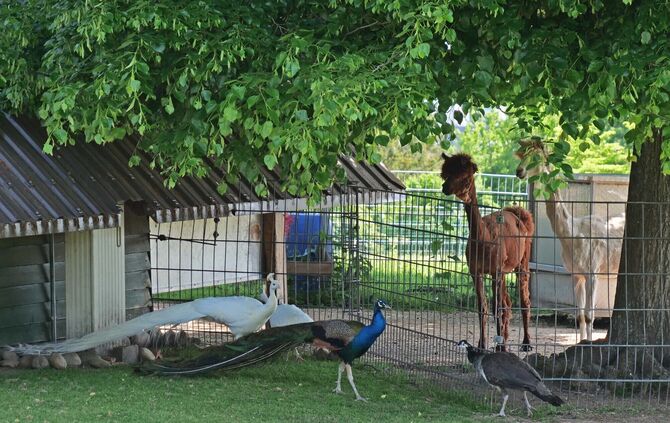 Pfaue kehren in den Höhenpark Killesberg zurück Bild 1 Foto Harald Knitter Rechte LHS