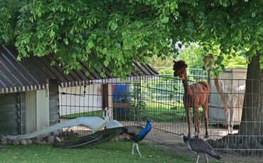 Pfaue kehren in den Höhenpark Killesberg zurück Bild 1 Foto Harald Knitter Rechte LHS