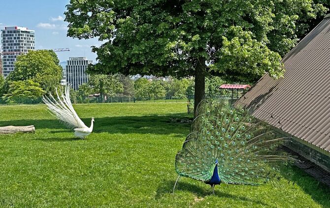 Pfaue kehren in den Höhenpark Killesberg zurück Bild 3 Foto Siri Gögelmann Rechte LHS
