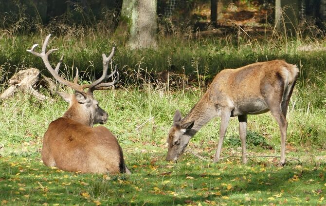 Hirsch und Reh