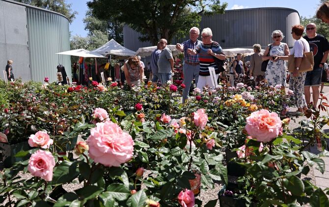 Rosenmarkt Waiblingen