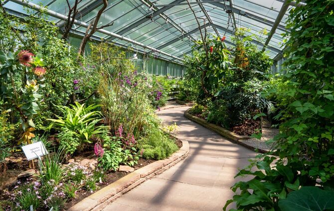 Im Wechselschauhaus der Stuttgarter Wilhelma ist derzeit die exotische Pflanzenwelt Afrikas zu erleben.