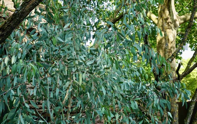 Eukalyptus