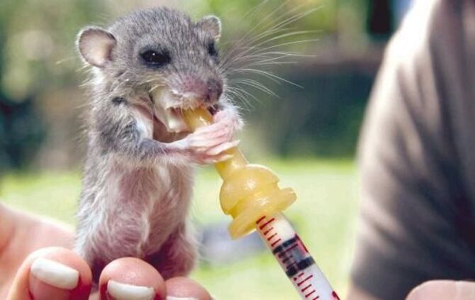 Frau Erlacher hat drei junge Siebenschläfer, die beim Rassenmähen im Graskorb landeten, aufgepeppelt und nimmt sie auch mit ins