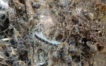 Schorndorf Die Firma Stülpnagel saugt Eichenprozessionsspinner ab