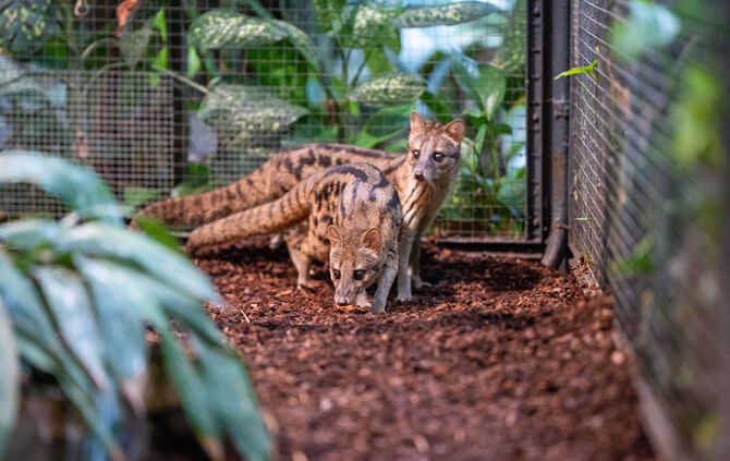 Fanalokas Wilhelma Stuttgart Raubtiere