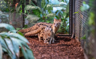 Fanalokas Wilhelma Stuttgart Raubtiere