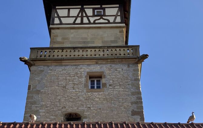 Nilgänse Hochwachtturm