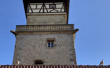 Nilgänse Hochwachtturm