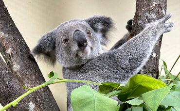 Die Koalas sind in die Terra Australis eingezogen. Sie bleiben zunächst im rückwärtigen Bereich, bevor sie die neuen Anlagen erkunden dürfen.