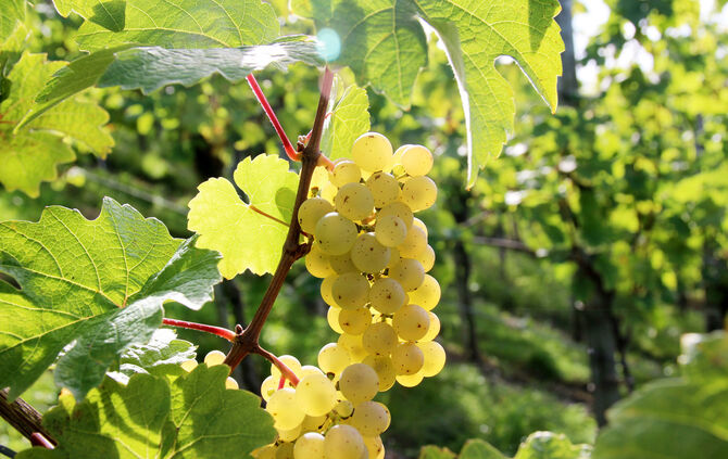 Riesling  trauben
