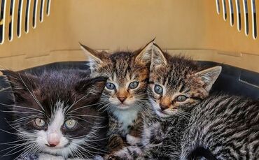 Gundula Vogel  - Kolumne 20-7-23 - cats-5365472_1280