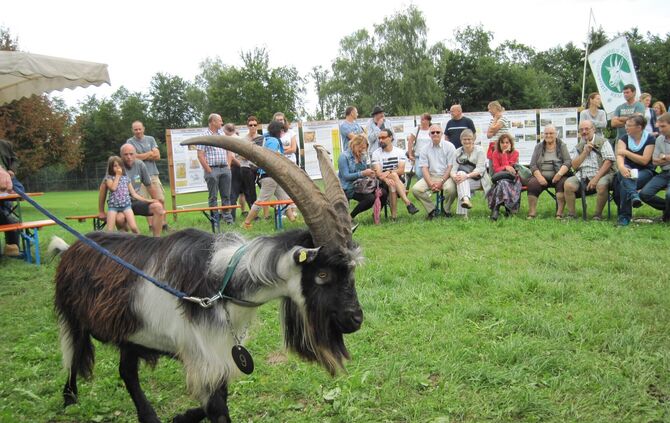Ziegenschau