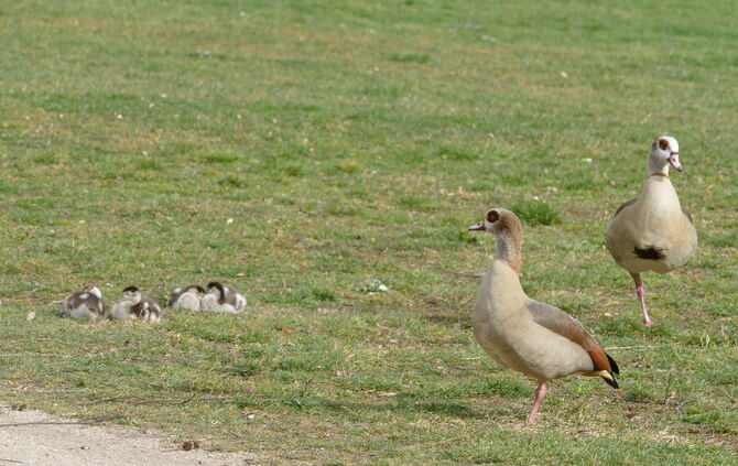 Nilgans