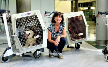 Flugpatin für Hunde