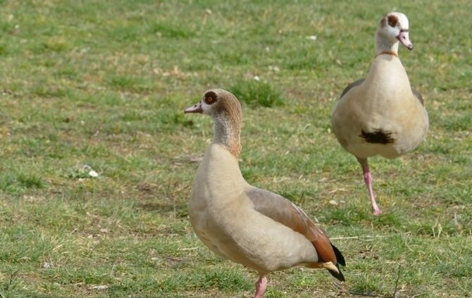 Nilgans