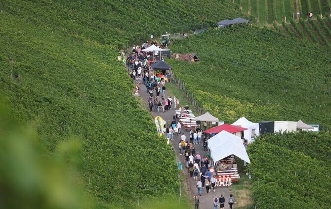 Leuchtender Weinberg