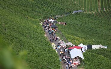 Leuchtender Weinberg