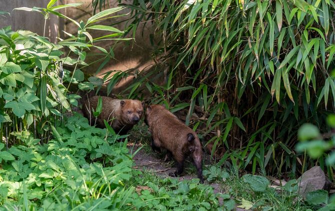 KW32b Neue Gefährtin für den Waldhund 10.08.2023 Bild 2