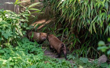 KW32b Neue Gefährtin für den Waldhund 10.08.2023 Bild 2