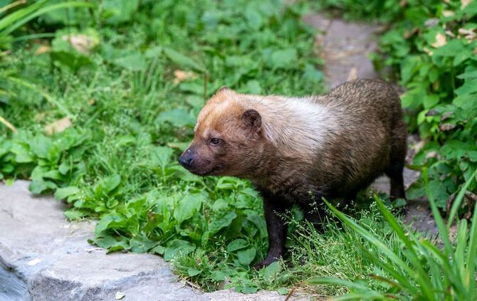 KW32b Neue Gefährtin für den Waldhund 10.08.2023 Bild 4