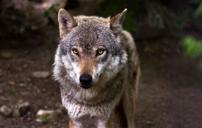 Wolf
