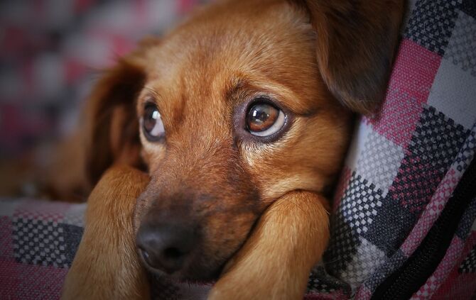 Kopie von Hund Feature
