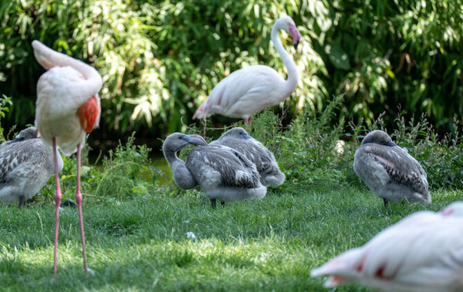 KW34b Nachwuchs bei den Flamingos 24.08.2023 Bild 1