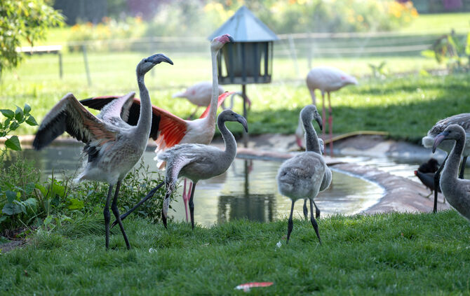 KW34b Nachwuchs bei den Flamingos 24.08.2023 Bild 2