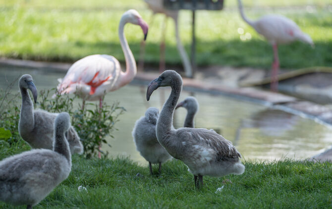 KW34b Nachwuchs bei den Flamingos 24.08.2023 Bild 4