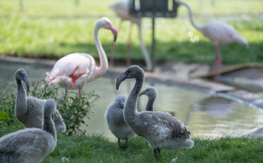 KW34b Nachwuchs bei den Flamingos 24.08.2023 Bild 4